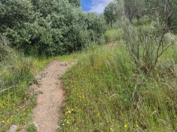 Flora del Cerro Masatrigo
